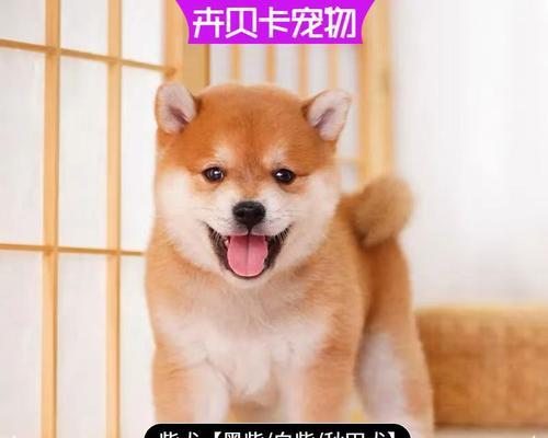 江苏柴犬幼犬的价格是多少？