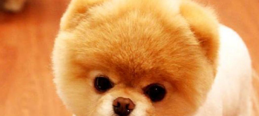 山东有哪些可靠的中小型犬批发厂家？选择时应注意什么？