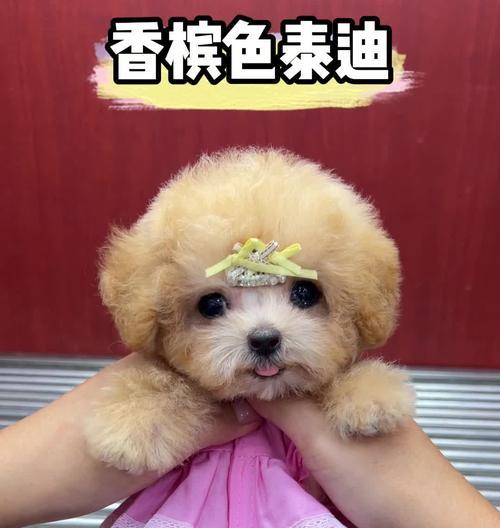 滨城区送泰迪狗的费用和注意事项是什么？