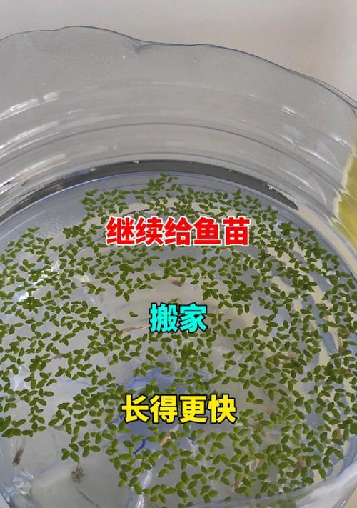 凤尾鱼鱼苗需要合缸吗？合缸对鱼苗有什么影响？