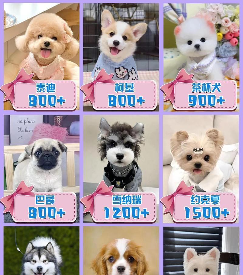 有哪些大型犬的名字是以白字开头的？
