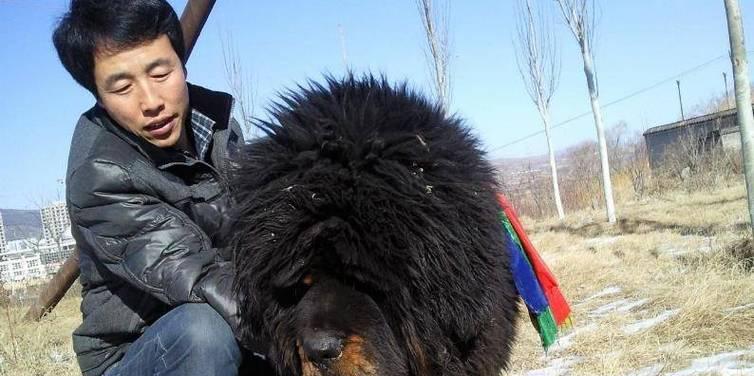 有哪些大型犬的名字是以白字开头的？