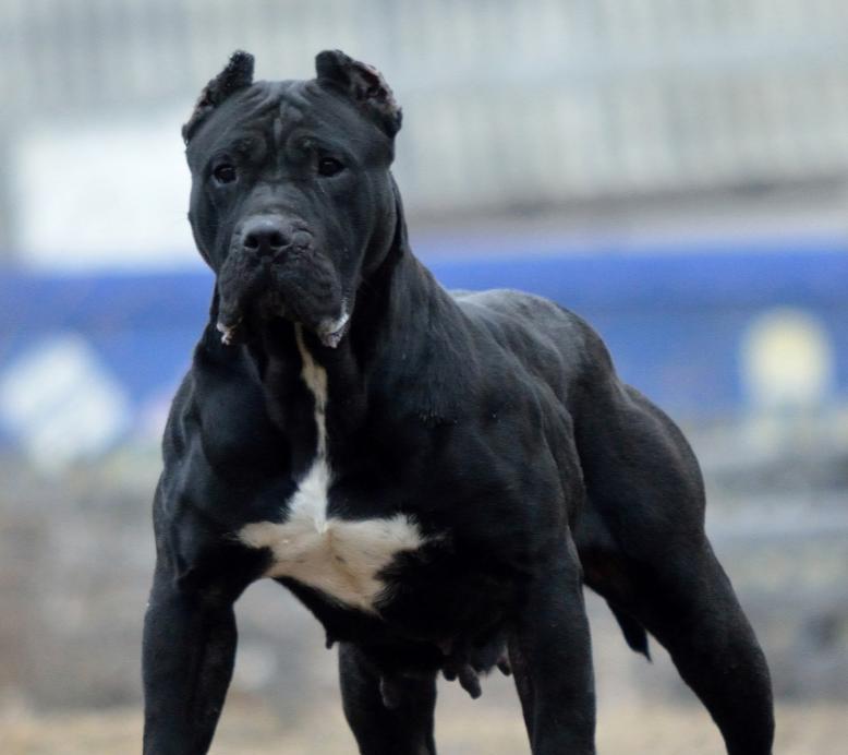 哪些大型犬品种天生活泼？如何挑选适合家庭的活泼大型犬？