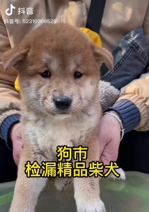 鄄城狗市柴犬的最新售价是多少？购买时应注意什么？