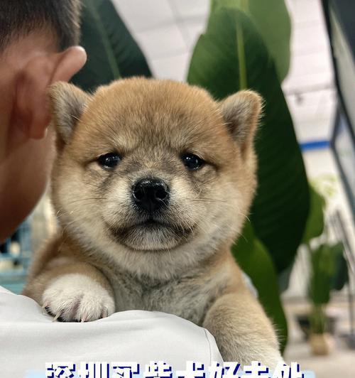 鄄城狗市柴犬的最新售价是多少？购买时应注意什么？