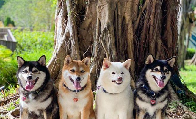 柴犬车载专用前排座椅价格是多少？哪种更适合您的爱犬？