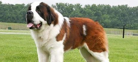 哪些品种的大型犬既便宜又聪明？特点是什么？