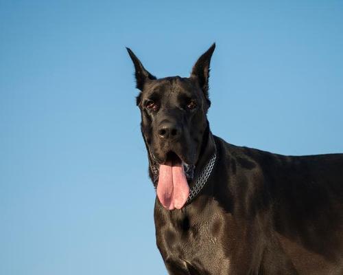 哪些品种的大型犬既便宜又聪明？特点是什么？