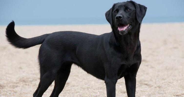 哪些品种的大型犬既便宜又聪明？特点是什么？