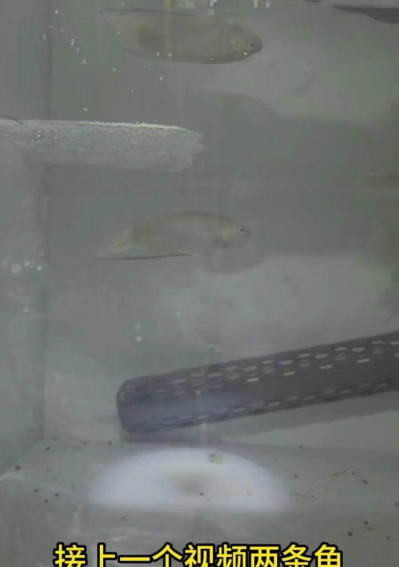 斗鱼苗有哪些特征？如何挑选健康的斗鱼苗？