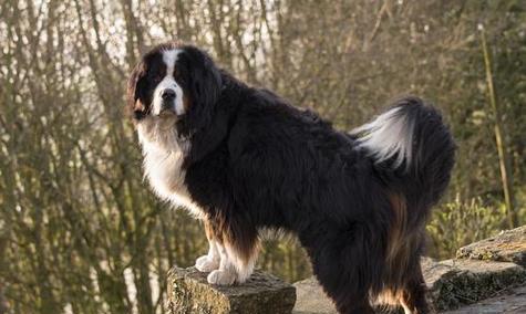 大型犬品种有哪些？它们的特点是什么？