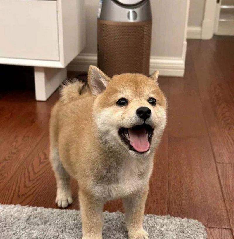 小柴犬的售价是多少？