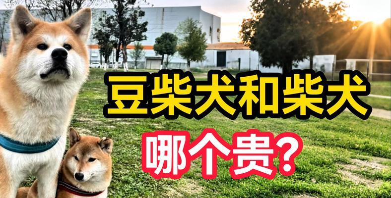 小柴犬的售价是多少？