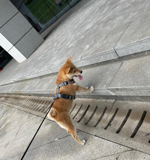 柴犬的市场价格是多少？