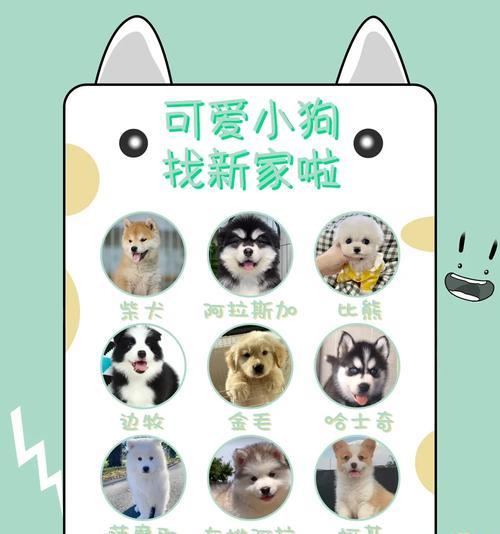 柴犬的市场价格是多少？