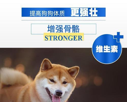 柴犬的市场价格是多少？