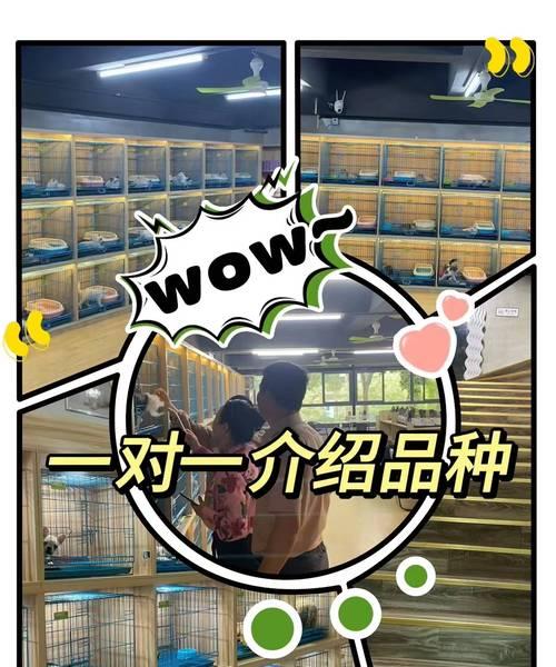 泰迪接种疫苗的费用是多少？