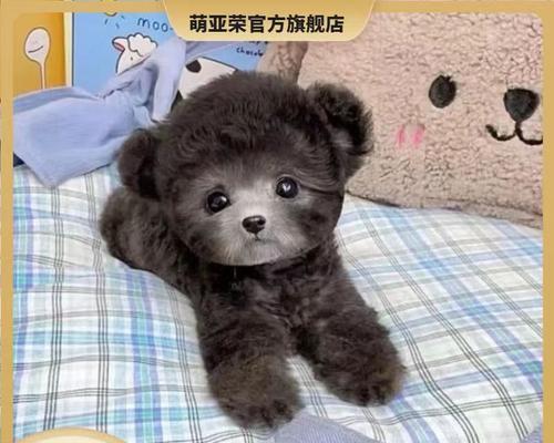 泰迪犬的价格是多少？购买时需要注意什么？