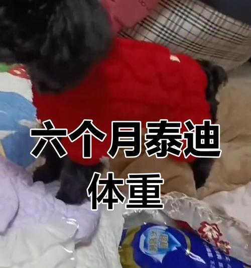 巨型泰迪的体重能长到多少？巨型泰迪的体型特点是什么？
