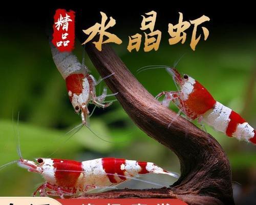 哪种观赏虾不会吃鱼苗？