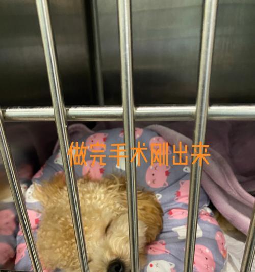 泰迪绝育手术费用是多少？