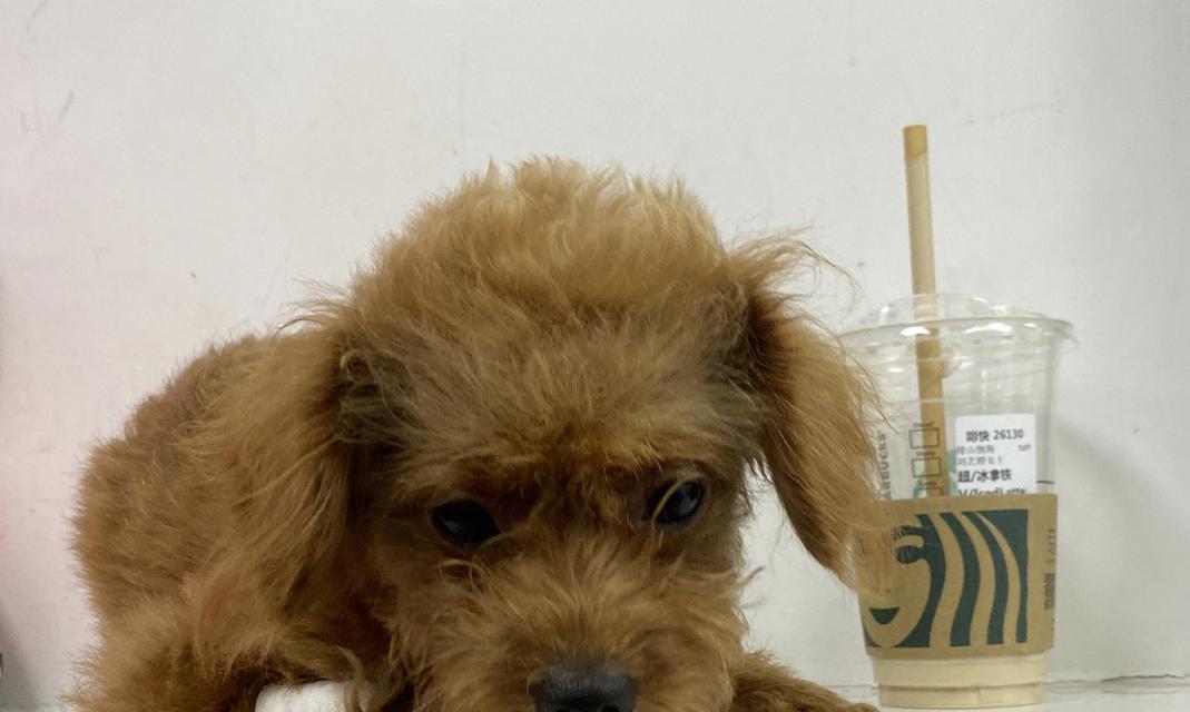泰迪绝育手术费用是多少？