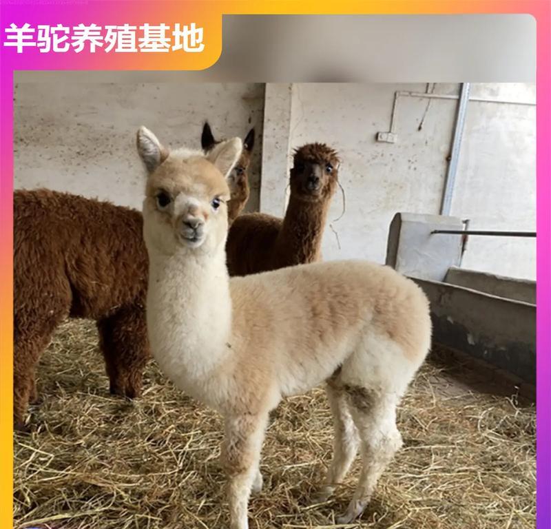 羊驼属于哪个类群的动物？它们有哪些特性？