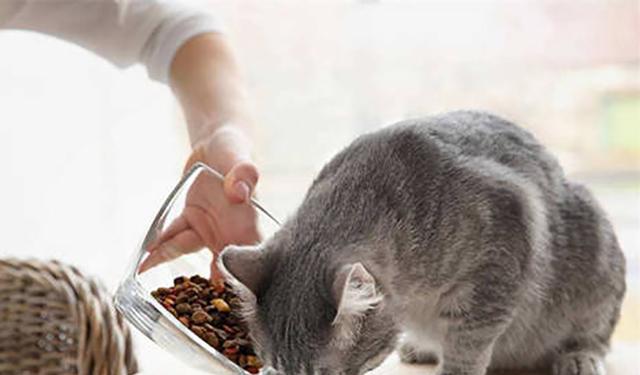 猫咪留守时如何放置猫粮？猫粮储存的正确方法是什么？