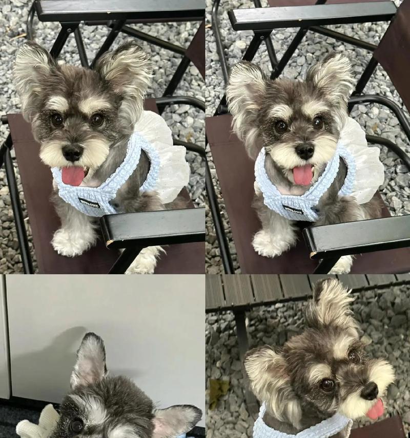 黑龙江雪纳瑞犬的价格是多少？购买时应注意什么？