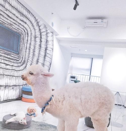 如何使用迷你方法训服羊驼？训服羊驼有哪些技巧？