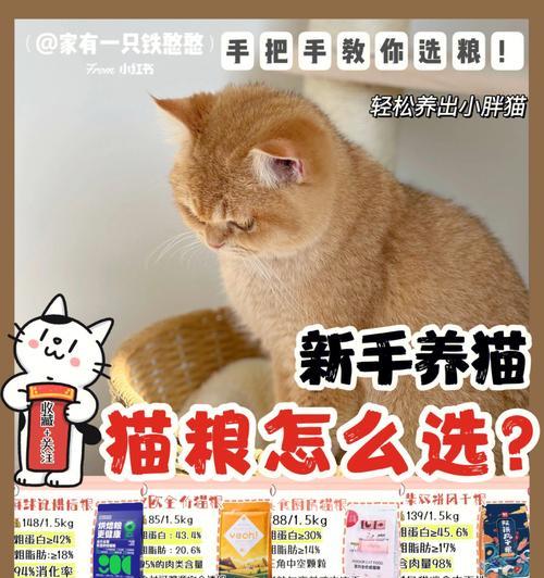 猫粮年底涨价如何应对？如何在预算内为猫咪提供最佳食物？