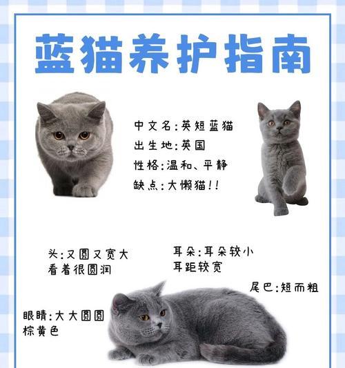 蓝猫不饮水和不食猫粮的原因是什么？
