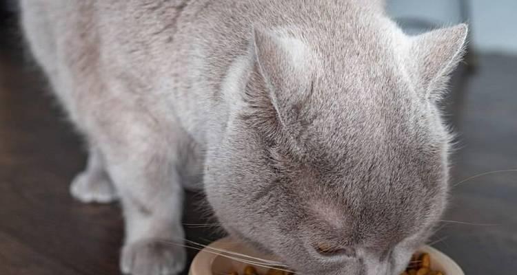 猫咪用手捧猫粮吃饭会有什么影响？