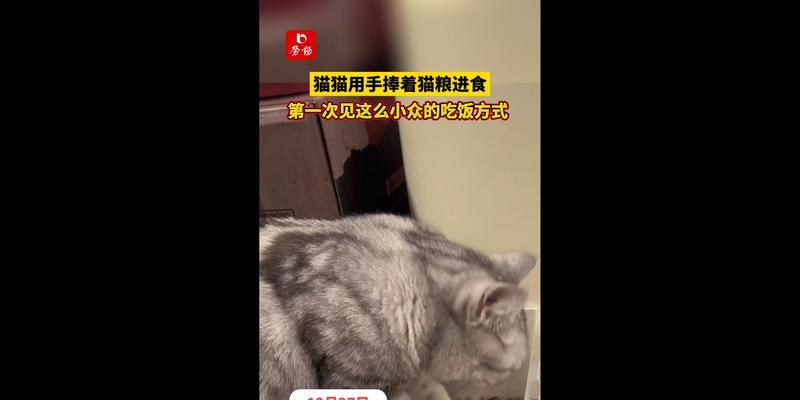 猫咪用手捧猫粮吃饭会有什么影响？