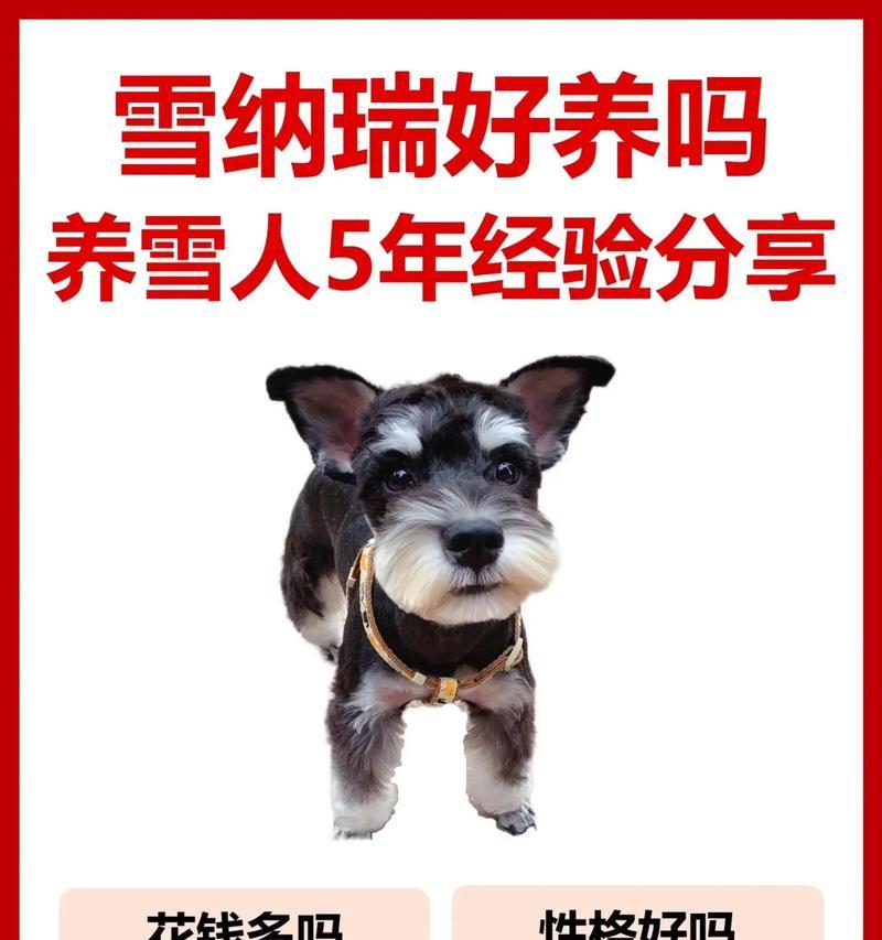 成年雪纳瑞每天食量标准？如何合理喂食？