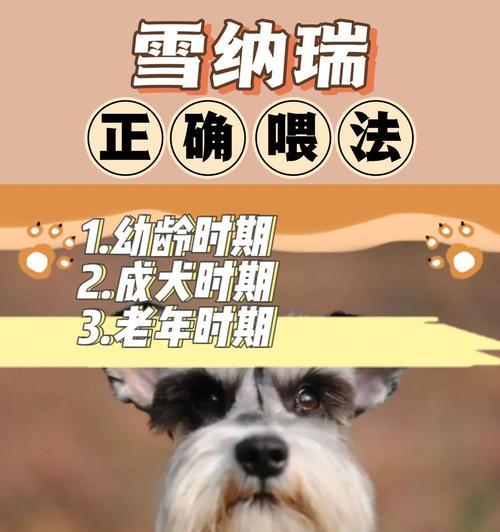 成年雪纳瑞每天食量标准？如何合理喂食？