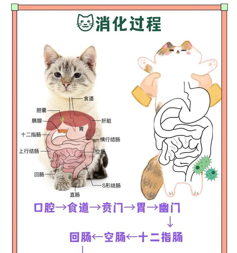 猫粮肠胃炎怎么预防的呢？有哪些有效的方法？