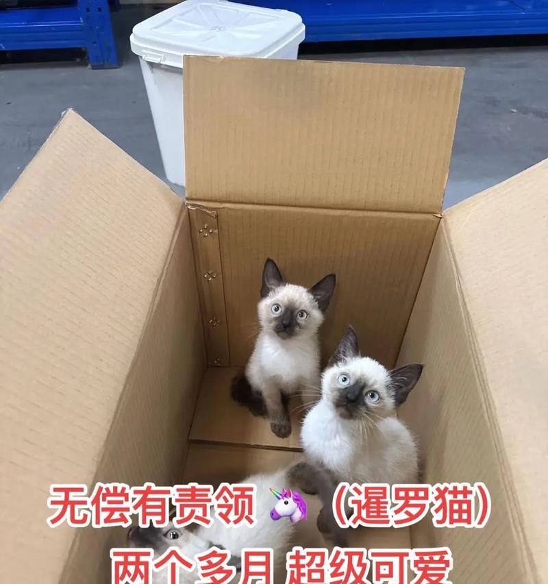 两个半月大的幼猫吃猫粮需要添加什么？