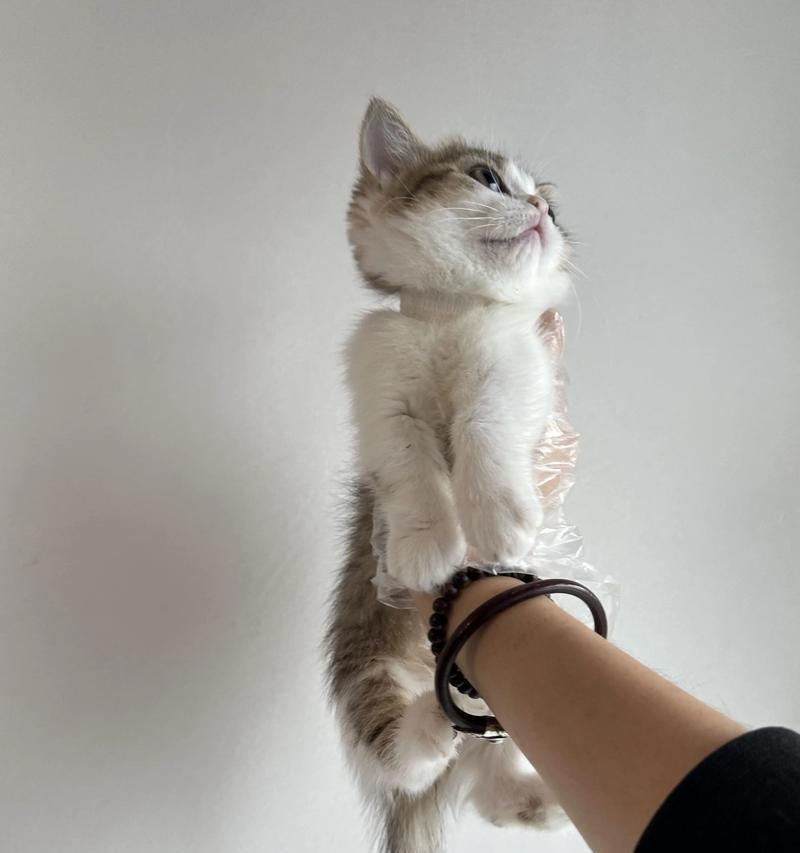 两个半月大的幼猫吃猫粮需要添加什么？
