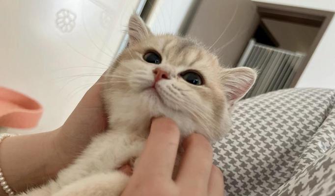 两个半月大的幼猫吃猫粮需要添加什么？