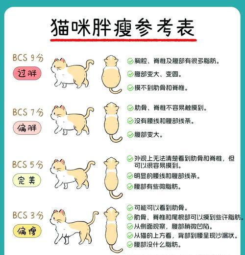 猫咪见到猫粮腿软是何原因？是否需要就医？