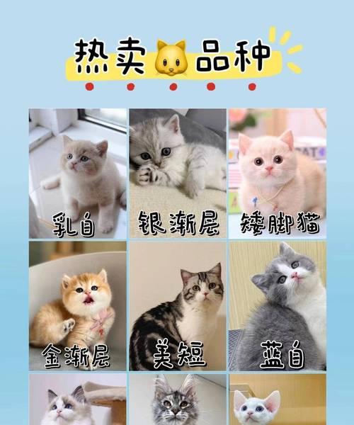 九个月银渐层猫粮推荐？如何选择合适品种的猫粮？