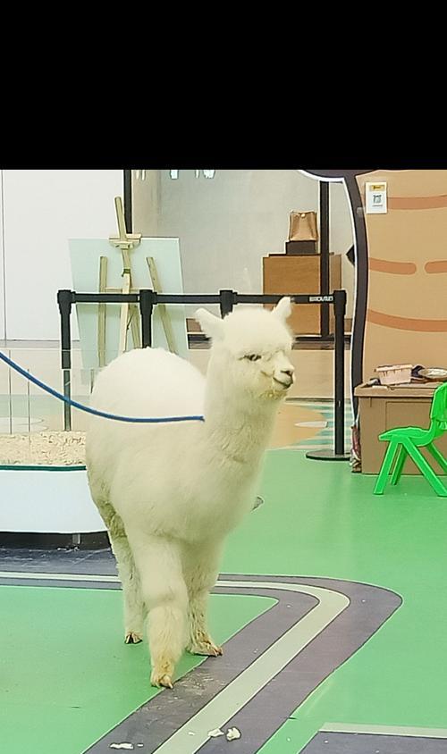 为什么孩子不能跟在羊驼后面？安全须知是什么？