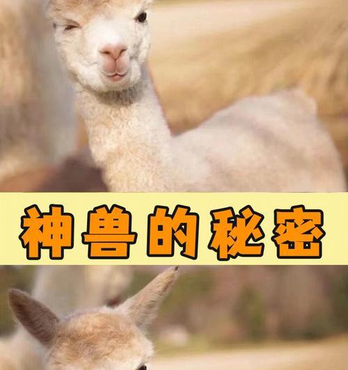 羊驼怎么来的？它们的起源是什么？