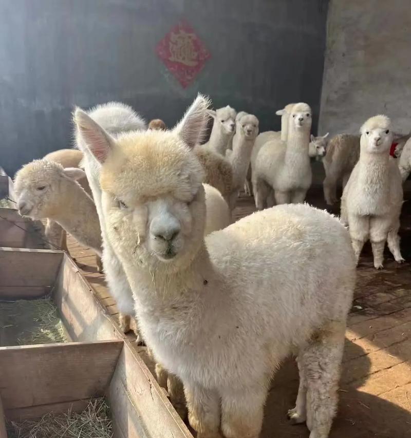羊驼怎么来的？它们的起源是什么？