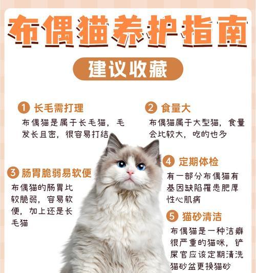 养布偶猫怎么吃猫粮？布偶猫的饮食管理有哪些要点？