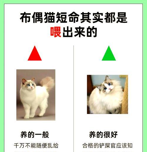 养布偶猫怎么吃猫粮？布偶猫的饮食管理有哪些要点？