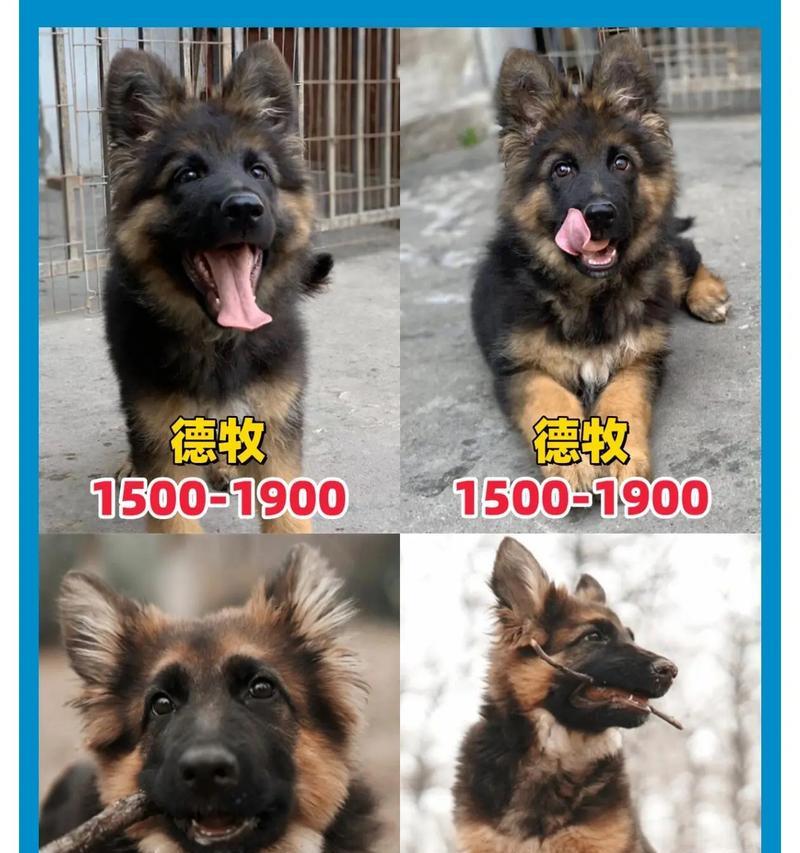 苏家屯地区养德牧的费用是多少？