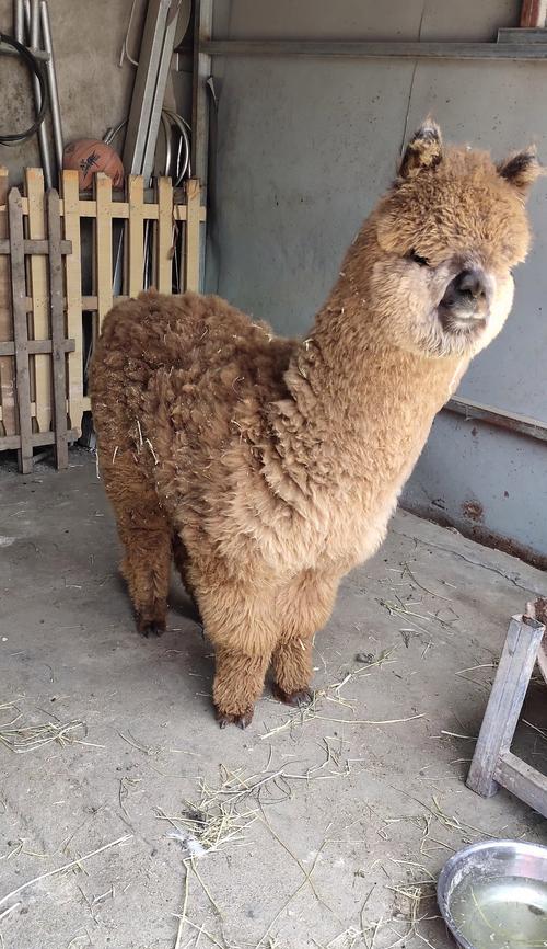 惠东有羊驼吗？当前疫情状况如何？