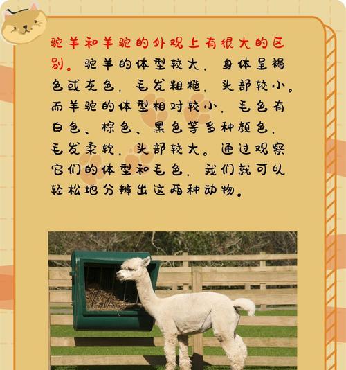 趣味羊驼带点什么好听的名字呢？如何给羊驼取名？